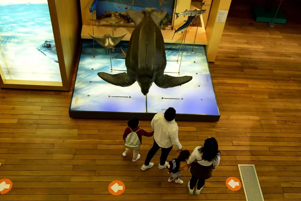 Free Museums in Newcastle: What to See and How Long to Allow