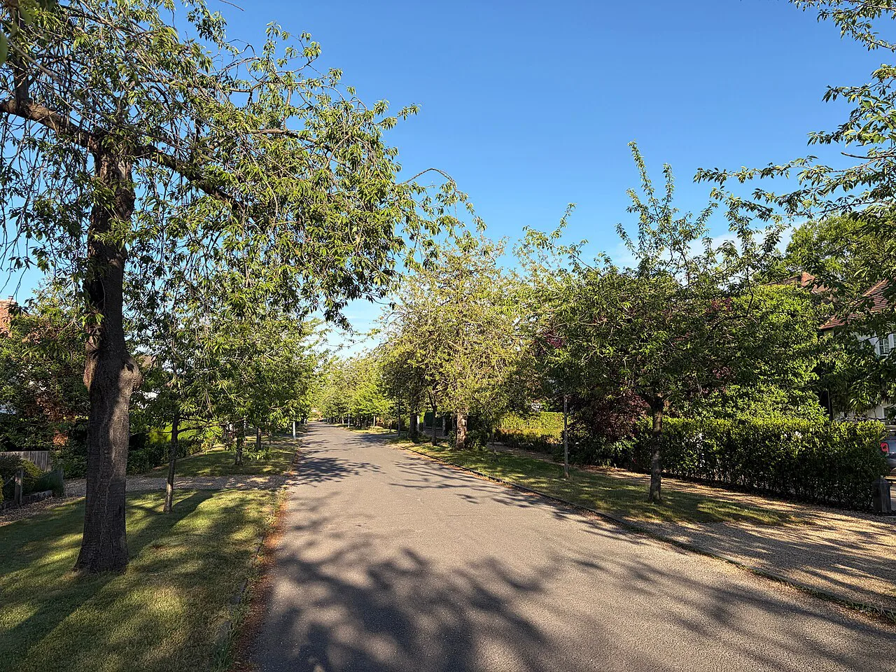 Barrow Road - early summer - geograph.org.uk, Cambridge