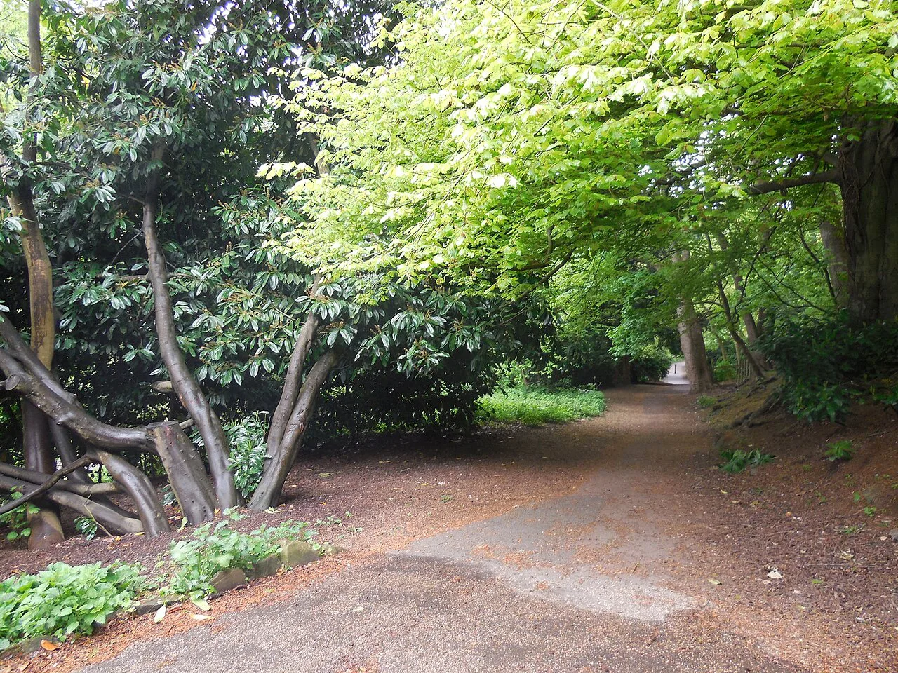 Path, Jesmond Dene - geograph.org.uk, Newcastle