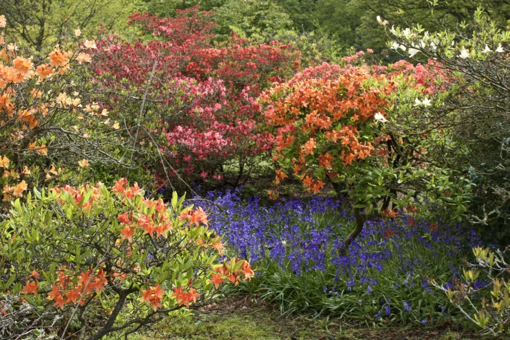 Azaleas at Temple Newsam - geograph.org.uk, Leeds