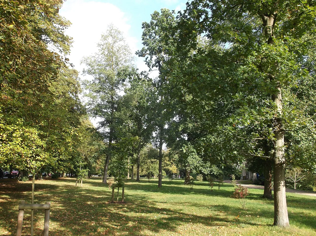 Trees along the Backs, Cambridge - geograph.org.uk