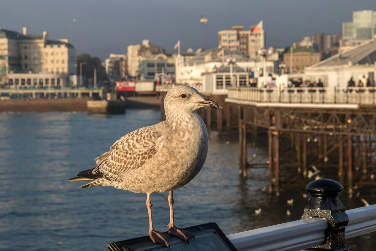 Young Herring Gull on Brighton Pier, Brighton, East Sussex - geograph.org.uk