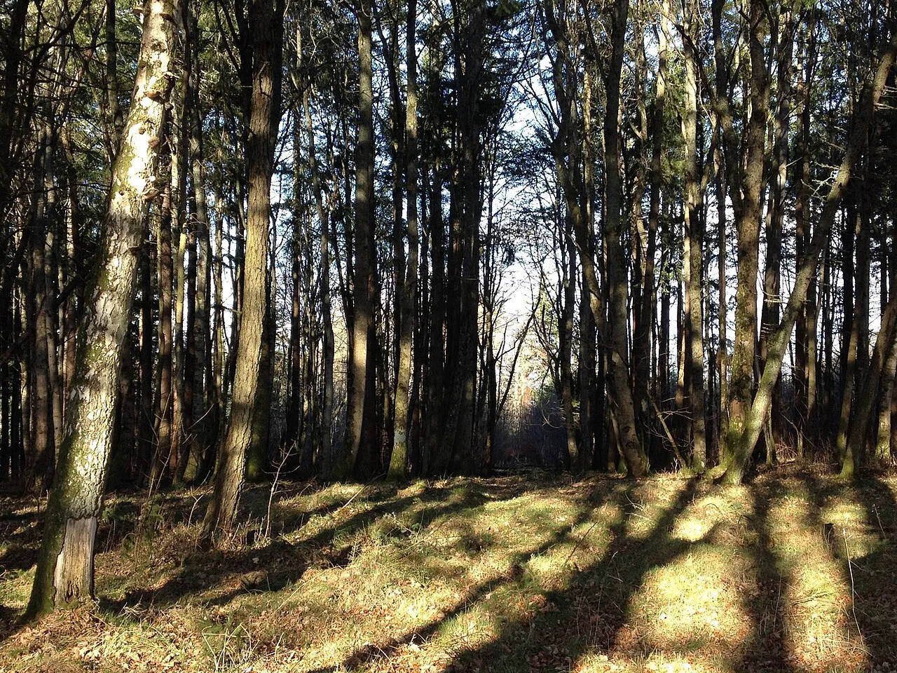 Woodland near Leys Castle - geograph.org.uk, Inverness