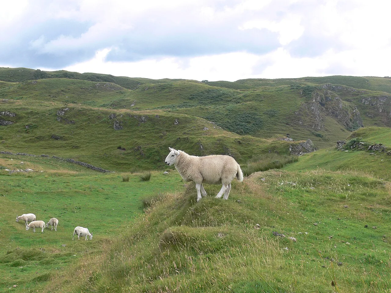 Sheep near Gylen Castle, Scotland, Oban